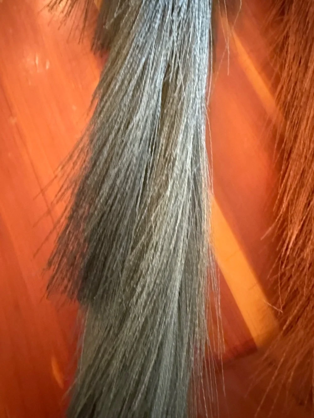 Pompas grass stems NWOT